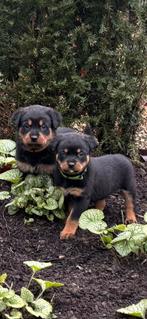 Rottweiler Pups, Dieren en Toebehoren, 8 tot 15 weken, CDV (hondenziekte), Meerdere, Meerdere dieren