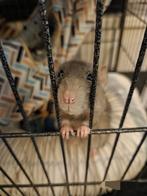 (€0)2 rex rat/ratten vrouwtjes met kooi(€25), Dieren en Toebehoren, Rat, Mannelijk, Tam, September