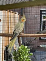 Jonge Valkparkiet, Dieren en Toebehoren, Vogels | Parkieten en Papegaaien, Geslacht onbekend, Parkiet, Geringd
