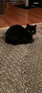 Britse lang haar poes, Poes, Langharig, 0 tot 2 jaar