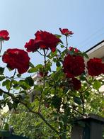 Klimroos Messire Delbard, kale wortel stek, bio, Tuin en Terras, Ophalen of Verzenden, Vaste plant, Overige soorten, Volle zon