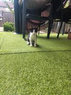 Kitten, Dieren en Toebehoren, Katten en Kittens | Overige Katten, Meerdere dieren, Kortharig, 0 tot 2 jaar