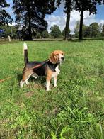 Beagle dekreu met stamboom, Dieren en Toebehoren, Particulier, Rabiës (hondsdolheid), 3 tot 5 jaar, Reu