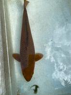 Hi Matsuba 38cm, Chagoi 36cm., Dieren en Toebehoren, Vissen | Vijvervissen, Karper of Koi