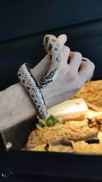 Haakneusslang, heterodon Nasicus, conda, man, 2018, Dieren en Toebehoren, Reptielen en Amfibieën, Slang, Tam, 7 tot 10 jaar