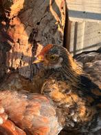 Twee haantjes, Cochin. Nu 10 weken, Dieren en Toebehoren, Vogels | Duiven, Mannelijk