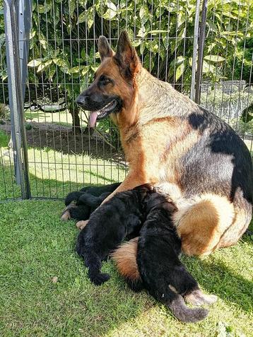 Kaya heeft puppy's!    beschikbaar voor biedingen