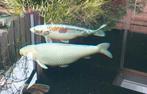 Koi karpers, Dieren en Toebehoren, Karper of Koi