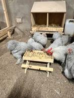 Broedeieren cochinkriel parelgrijs koekkoek, Dieren en Toebehoren, Pluimvee, Geslacht onbekend, Kip