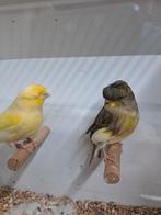 MOOI KOPPEL GLOSTERS ZIE FOTO,S, Dieren en Toebehoren, Meerdere dieren, Kleurkanarie