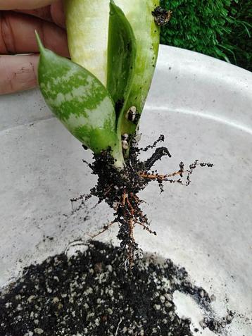 Kleinblijvende Sanseveria of Sansevieria met wortels. beschikbaar voor biedingen