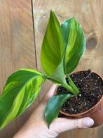 Strelitzia nicolai variegata plant lemon mint aurea yellow, Huis en Inrichting, Ophalen of Verzenden, Overige soorten, Minder dan 100 cm