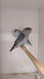 Jonge forpussen in diverse kleuren leuk om tam te maken, Dieren en Toebehoren, Vogels | Parkieten en Papegaaien, Meerdere dieren