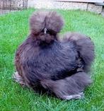 CHOCOLADE & BLAUWE USA ZIJDEHOEN HENNETJES aan/tegen de leg, Dieren en Toebehoren, Pluimvee, Vrouwelijk, Kip