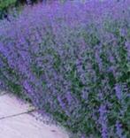 Nepeta Kattenkruid Walkers Low, vaste plant, bodembedekker, Ophalen, Bodembedekkers, Vaste plant, Halfschaduw