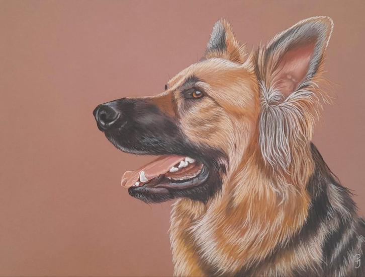 Schilderij duitse herder - herdershond -eigen werk met lijst, Verzamelen, Dierenverzamelingen, Nieuw, Overige typen, Hond of Kat