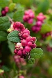 Symphoricarpos, sneeuwbes planten in p9 beschikbaar voor biedingen