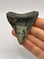 Haaientand Megalodon 7.5 centimeter, Verzamelen, Mineralen en Fossielen, Ophalen of Verzenden, Fossiel