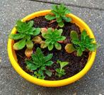 Vetkruid (Phedimus aizoon) te koop, Ophalen, Bodembedekkers, Volle zon, Vaste plant