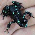 Dendrobates auratus 'Ancon hill', Dieren en Toebehoren, Amfibie, 0 tot 2 jaar