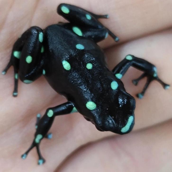 Dendrobates auratus 'Ancon hill', Dieren en Toebehoren, Reptielen en Amfibieën, Amfibie, 0 tot 2 jaar