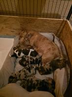 Jack Russell pups (merle), Dieren en Toebehoren, Jack Russell Terriër, 8 tot 15 weken, CDV (hondenziekte), Meerdere