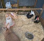 Te koop: kippen en Vlaams Reuzen, Dieren en Toebehoren, Meerdere dieren, Kip