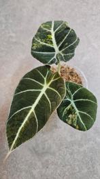 Alocasia Black Velvet Gold Variegata, Ophalen of Verzenden, Halfschaduw, Minder dan 100 cm