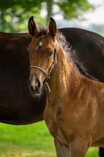 Mooi hengstveulen v. This is Naqueen, Dieren en Toebehoren, Paarden, Niet van toepassing, Dressuurpaard, 0 tot 2 jaar, Hengst