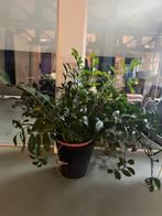 Plant met plantenbak, Ophalen, Overige soorten, In pot, Minder dan 100 cm