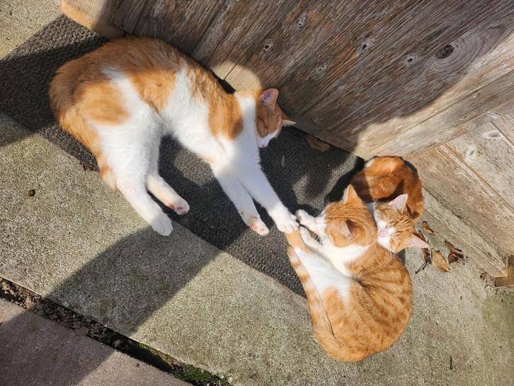 Leuke katten zoeken huisje, Dieren en Toebehoren, Katten-accessoires, Nieuw, Ophalen