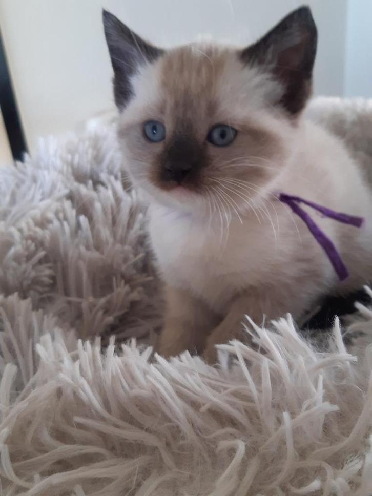 Ragdoll kitten  meisje gereserveerd, Dieren en Toebehoren, Katten en Kittens | Raskatten | Korthaar, Meerdere dieren, Ingeënt