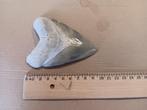 Megalodon Lee creek haai haaientand fossiel 2, Verzenden, Fossiel