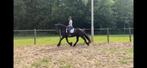Lieve friese ruin bereden en betuigd, Gechipt, Ruin, Dressuurpaard, L