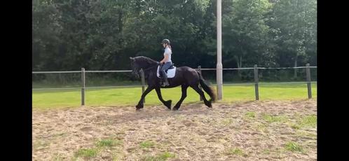Lieve friese ruin bereden en betuigd, Dieren en Toebehoren, Paarden, Ruin, L, 160 tot 165 cm, 11 jaar of ouder, Dressuurpaard