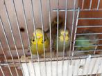 9 JONGE ENGELSEPARKIETEN TE KOOP, Mannelijk, Papegaai, Geringd