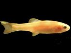 Leuke gezonde oranje vijvervisjes: soort: Elrits, 3,5 -5 cm, Ophalen, Nieuw, Overige typen