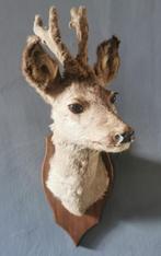 Opgezette Hert / Reebok / Hertenkop taxidermie, Ophalen of Verzenden, Gebruikt, Hert, Opgezet dier