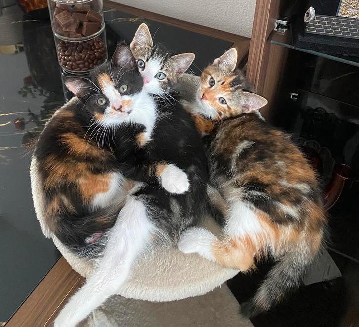 Drie lieve kittens zoeken een warm thuis, Dieren en Toebehoren, Katten en Kittens | Overige Katten, Meerdere dieren, 0 tot 2 jaar