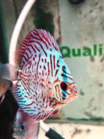 Brilliant tiger turquoise discussen, Dieren en Toebehoren, Vissen | Aquariumvissen, Vis, Zoetwatervis, Schoolvis