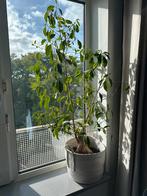 Ficus kamerplant in pot, Ficus, 100 tot 150 cm, In pot, Groene kamerplant
