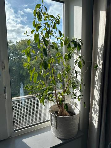Ficus kamerplant in pot beschikbaar voor biedingen