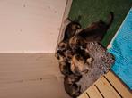 Te koop Duitse herder pups., Dieren en Toebehoren, Honden | Herdershonden en Veedrijvers, CDV (hondenziekte), 8 tot 15 weken, Teef