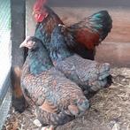 Barnevelder kriel haan dubbelgezoomd, Dieren en Toebehoren, Pluimvee, Mannelijk, Kip