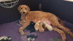 Goldendoodle x Bernerdoodle puppy's geboren 14-2-2026, Parvo, Overige rassen, 8 tot 15 weken, Meerdere