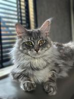 Mooie jonge Maine Coon herplaatser, Dieren en Toebehoren, Poes, Gechipt, 0 tot 2 jaar