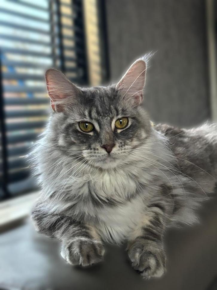 Mooie Maine Coon poes van nog geen 2 jaar, Dieren en Toebehoren, Katten en Kittens | Raskatten | Langhaar, Poes, 0 tot 2 jaar