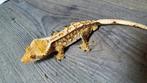 Wimpergekko, Pinstripe tricolor man, Dieren en Toebehoren, Hagedis, 3 tot 6 jaar