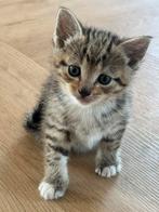 Kittens, Meerdere dieren, Ontwormd