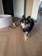 Mooi pomeriaan teefje, Dieren en Toebehoren, Rabiës (hondsdolheid), Overige rassen, 1 tot 2 jaar, Teef